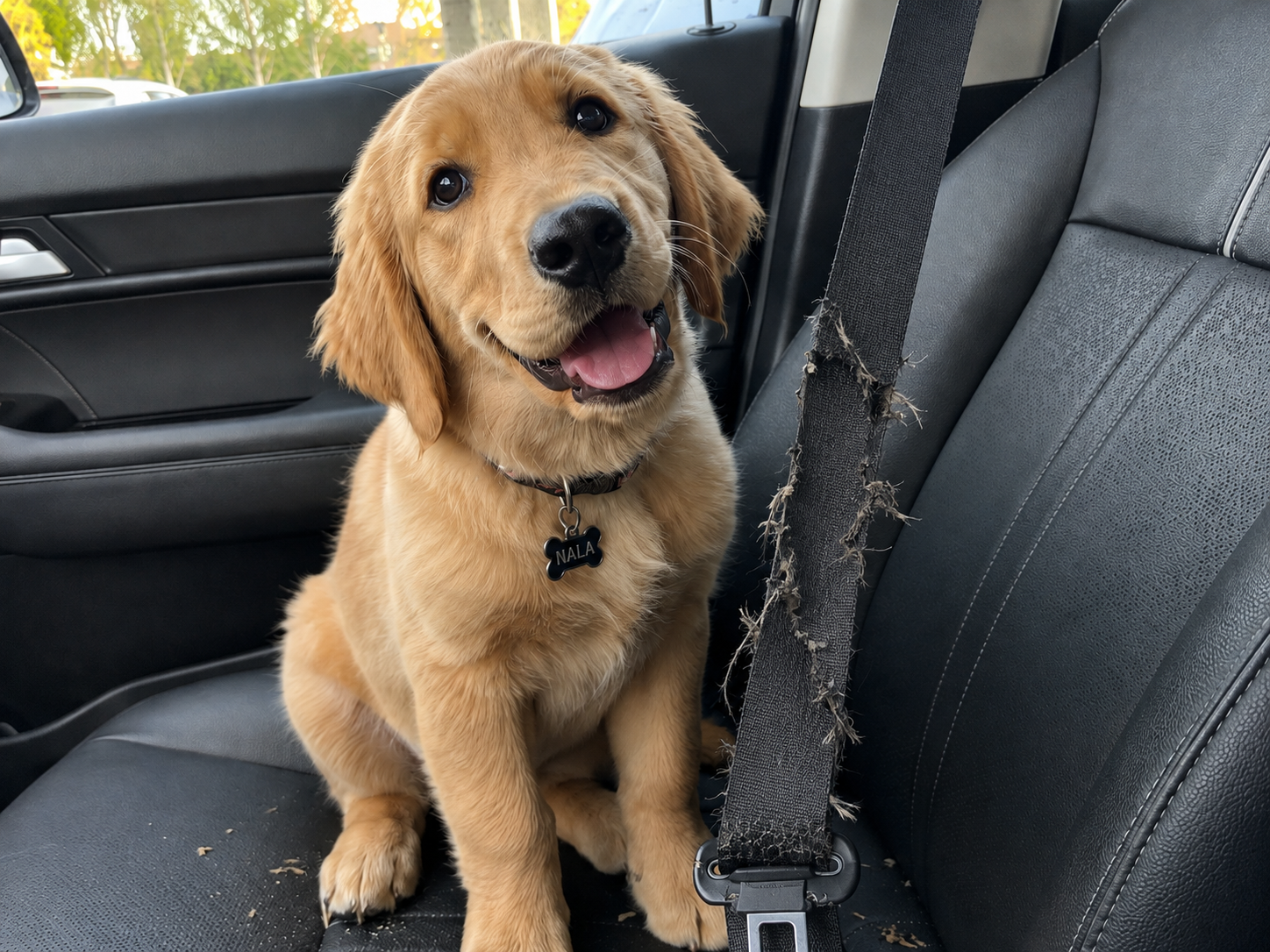 Dog Chewed Seat Belt